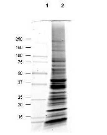 Coomassie stained SDS-PAGE of 30 μg of Normal Mouse Heart Whole Cell Lysate resolved using a 4-20% gradient gel under reducing conditions (lane 2). Molecular weight standards are shown in lane 1.